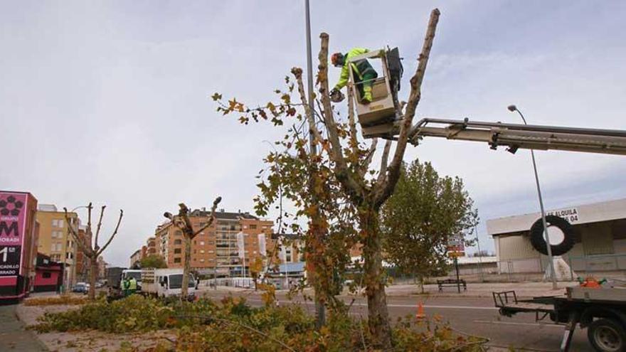 El estacionamiento en la Ronda del Pilar de Badajoz quedará prohibido desde el lunes 12 por la poda de árboles