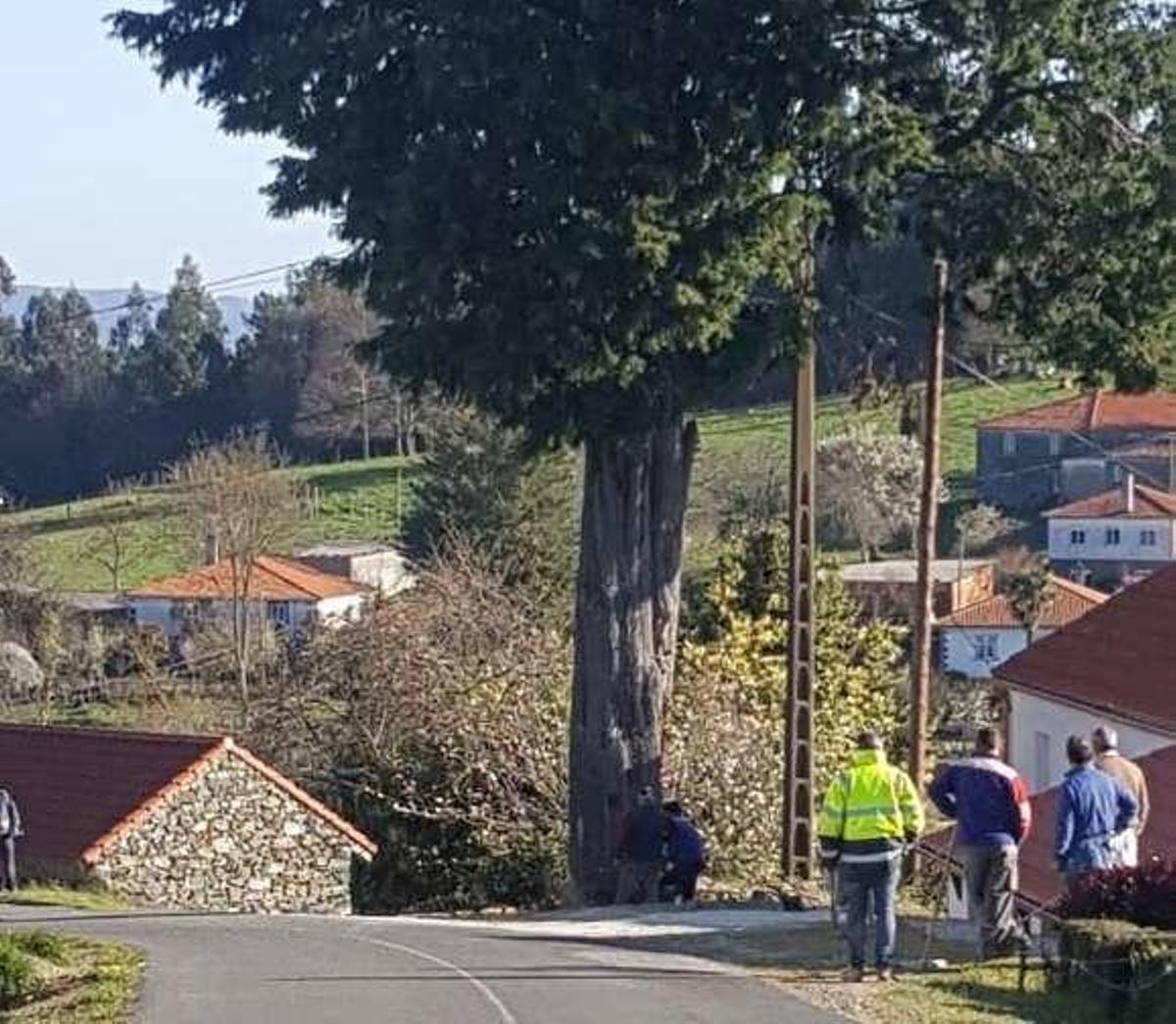 250 eucaliptos menos en Ramil