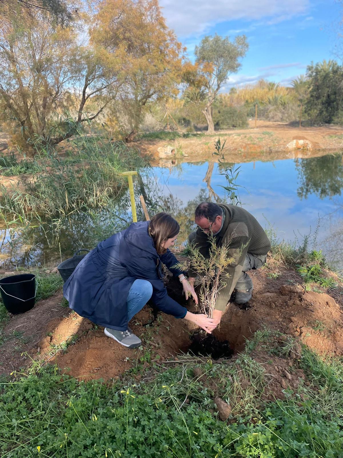 La edil plantando el taray con algo de ayuda hoy en el Clot de Galvany de Elche