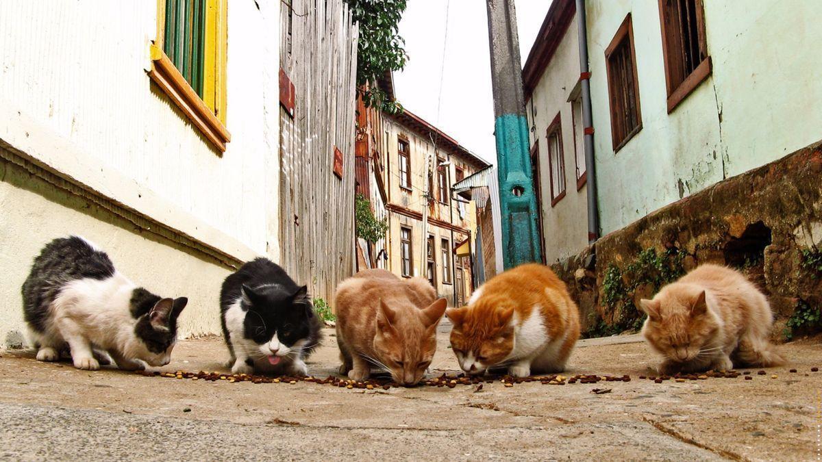 Una colonia de gatos ferales, en una imagen de archivo.