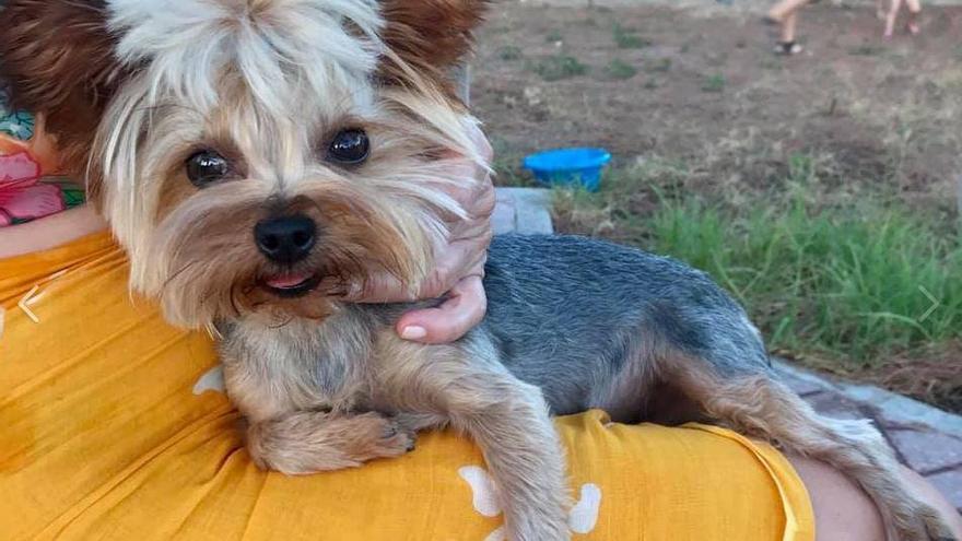 Buscan un perro en Elche y ofrecen una recompensa de 1.000 euros