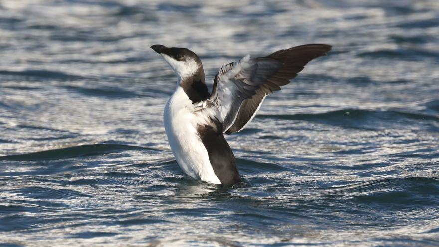 ¿Pingüinos en Alicante? Las alcas tordas pasan el invierno en la provincia