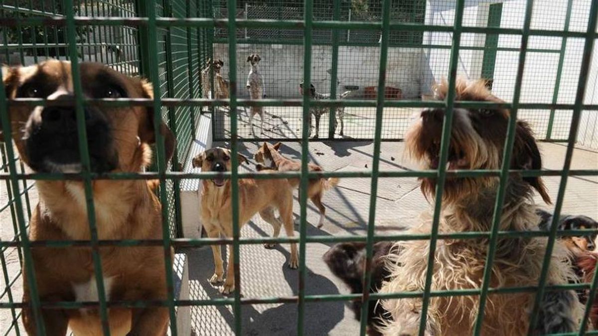 Animales acogidos en el refugio de Plasencia, en una imagen de archivo.