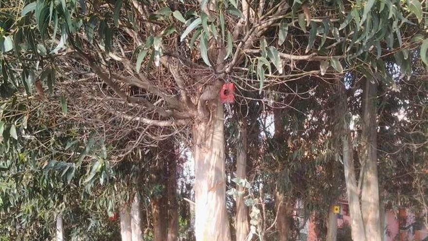 Una de las casetas colgadas en los árboles.