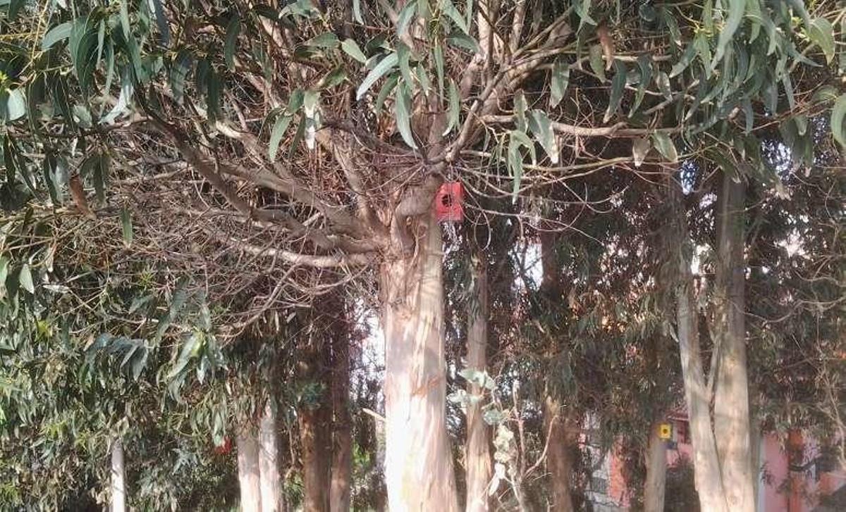 Una de las casetas colgadas en los árboles.