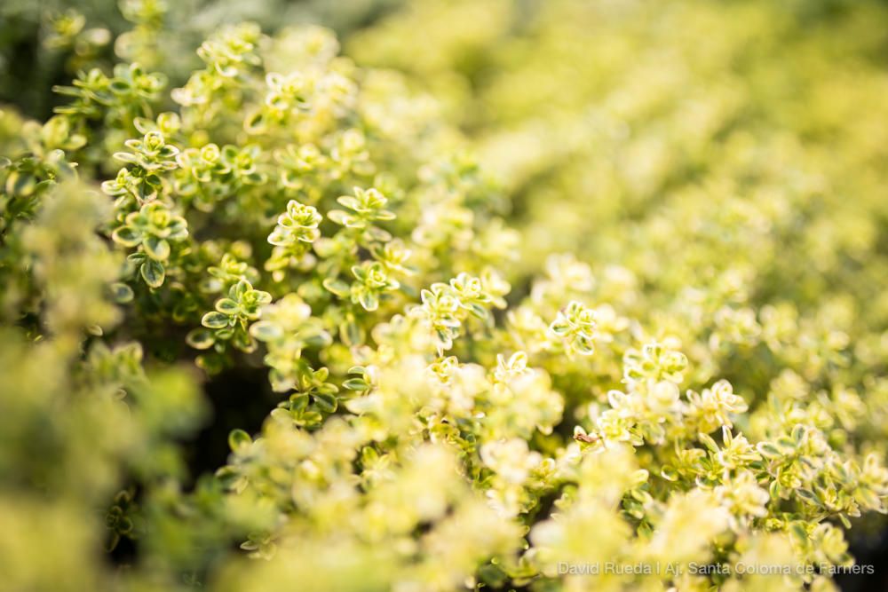 Mercat de les Herbes de la Ratafia a Santa Coloma de Farners | Dissabte 5 de maig de 2018