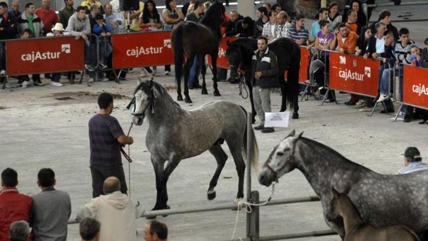 Participantes en el certamen local de caballos de silla.