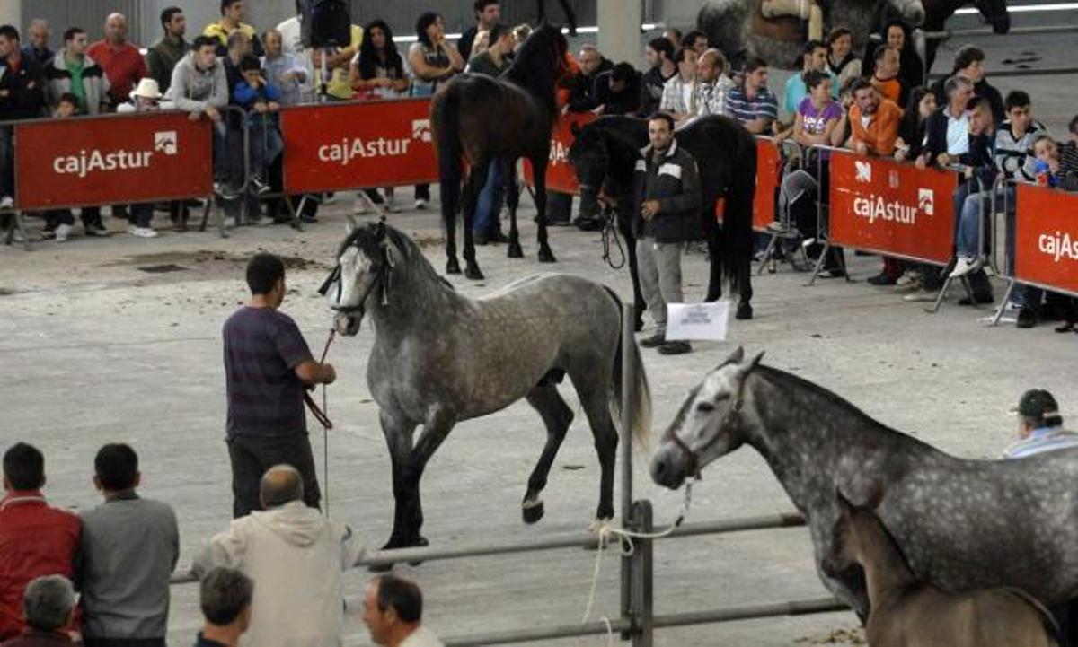 Participantes en el certamen local de caballos de silla.