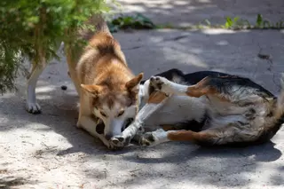 Ley de Bienestar animal: así es el nuevo seguro de perros peligrosos que es obligatorio contratar