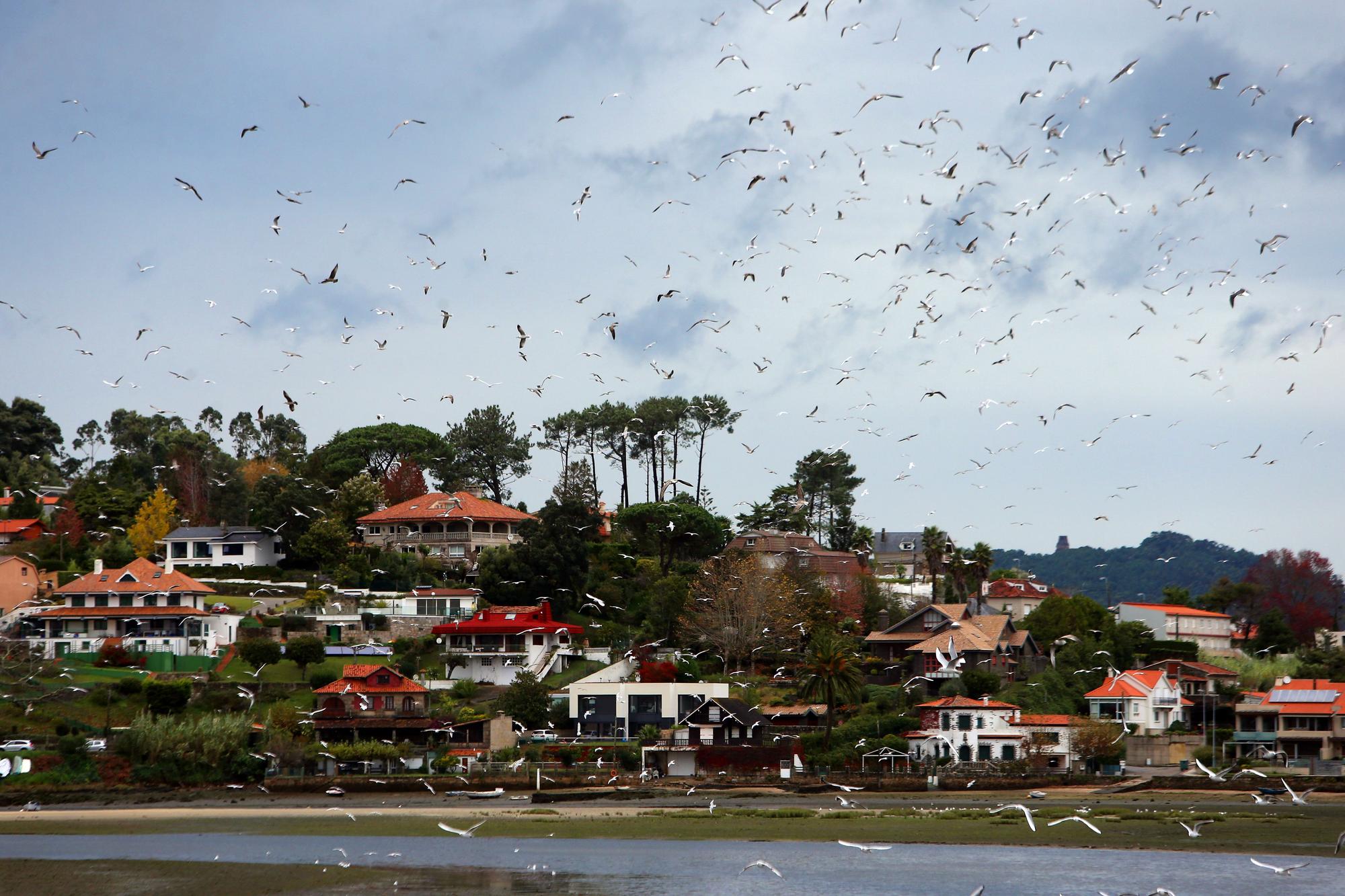 La belleza natural del estuario de Foz que atrae a esta bandada de gaviotas