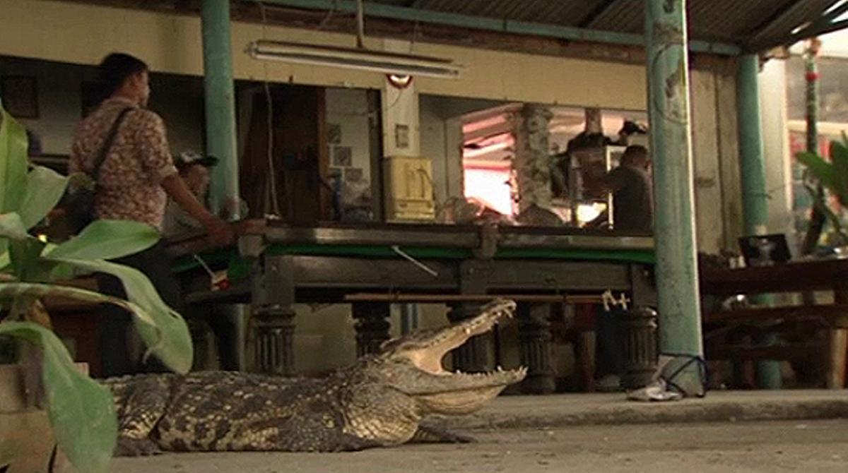 La família Nathip conviu amb dos cocodrils, Thong i Engen.