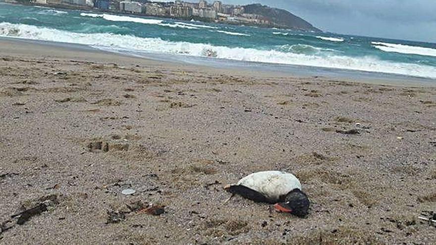 Un frailecillo muerto que apareció varado en las playas coruñesas a principios de mes.