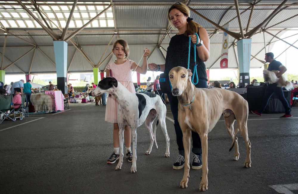 Los mejores perros se dan cita en Castelló