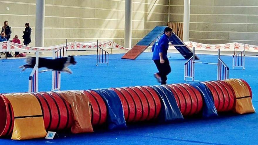 Un perro en la disputa de la prueba de Agility del año pasado.