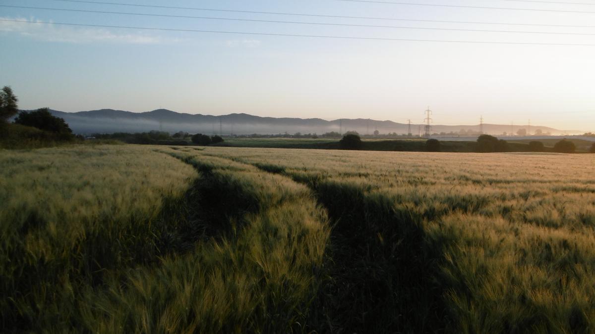 Cultivo en una de las parcelas de la finca experimental de Rabanales.