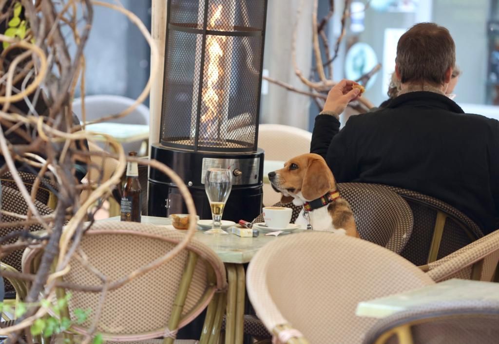 La simpática escena que ha dejado este perro en la Plaza Nueva de Alicante