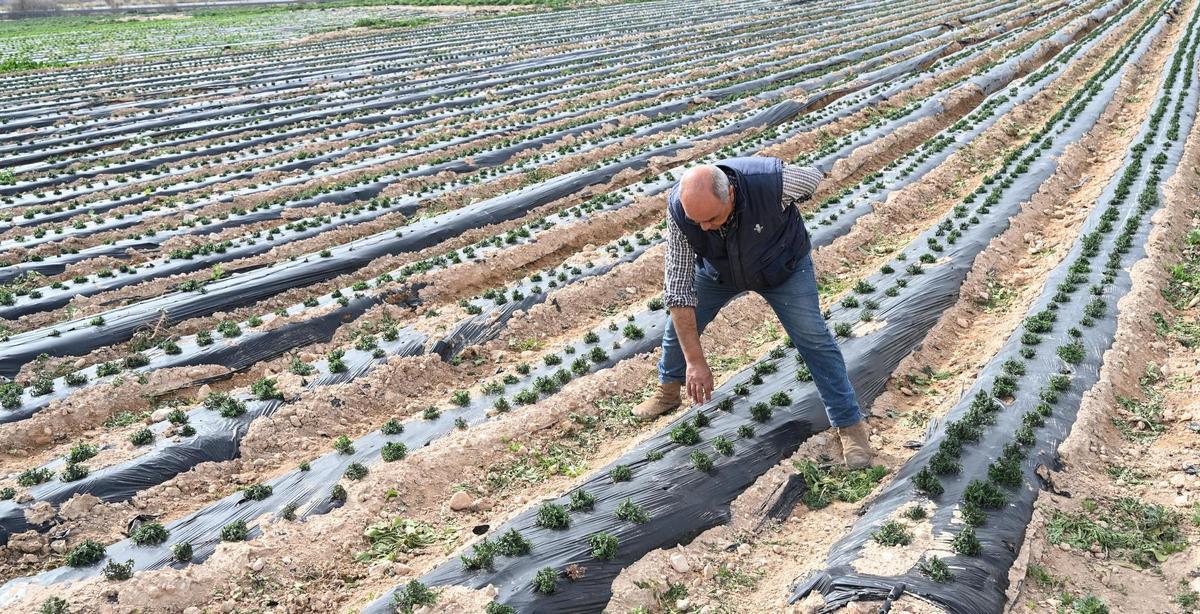 Un agricultor trabaja en una finca de su propiedad.