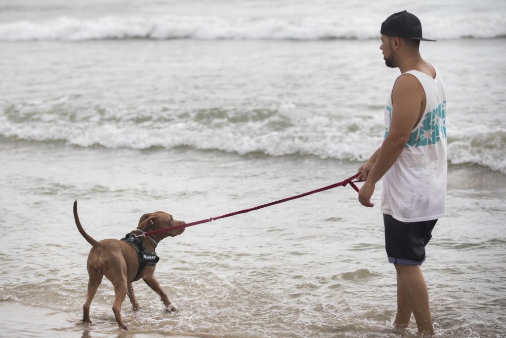 Ambiente en la playa para perros de Pinedo