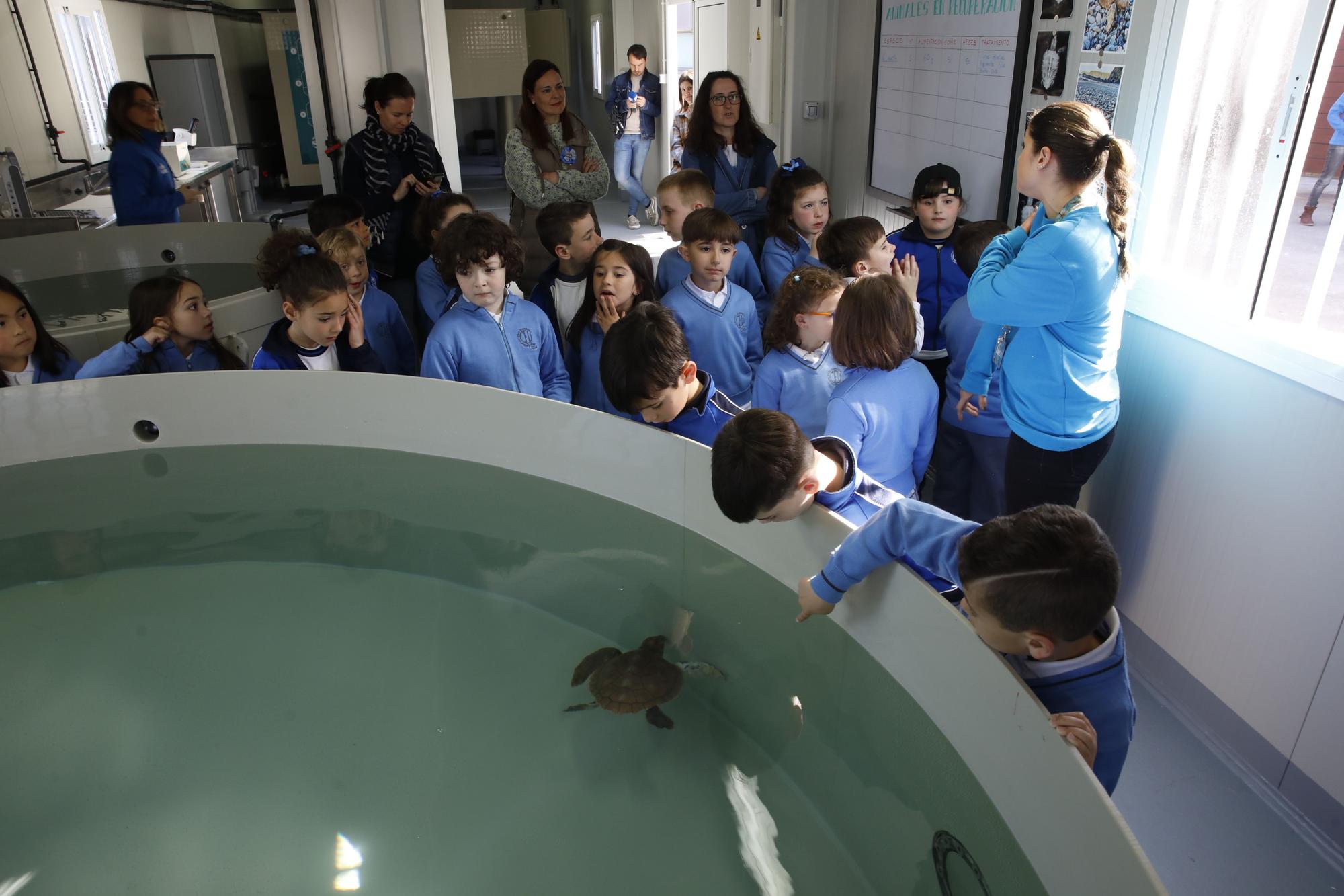 En imágenes: El Acuario de Gijón estrena su nuevo centro de apoyo a la red de varamientos del Principado