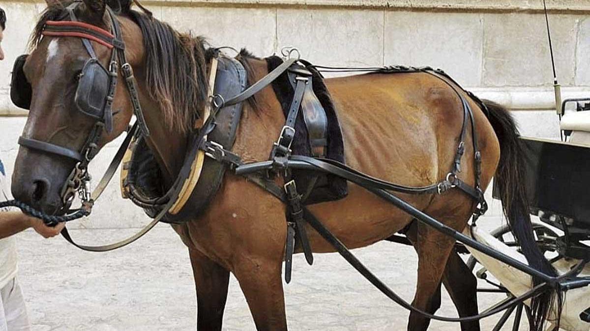 Denuncian el mal estado de un caballo calesero con la ola de calor y el dueño lo niega