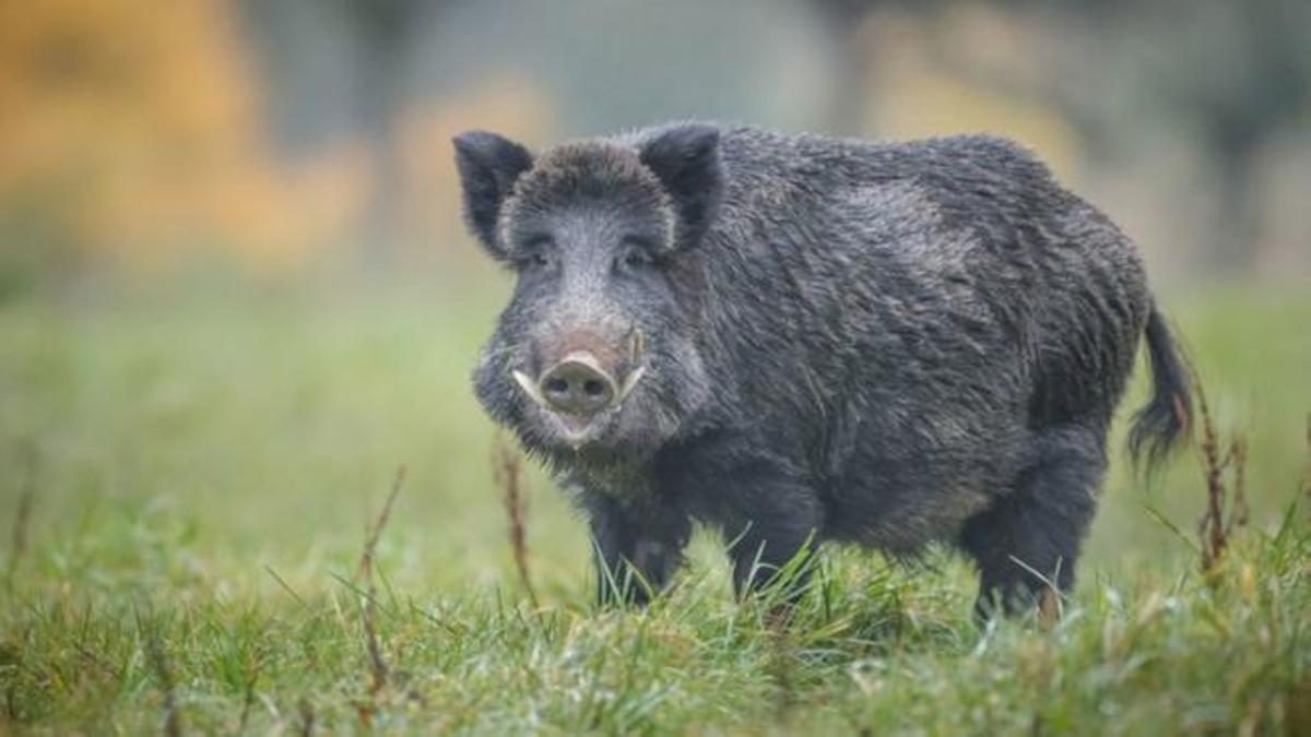 Una imatge d'un porc senglar