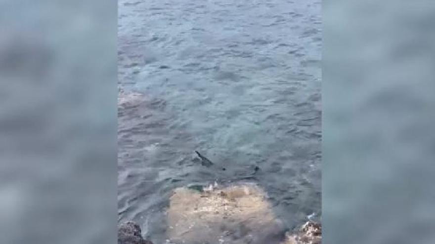 Avistan un tiburón en Puerto de la Cruz