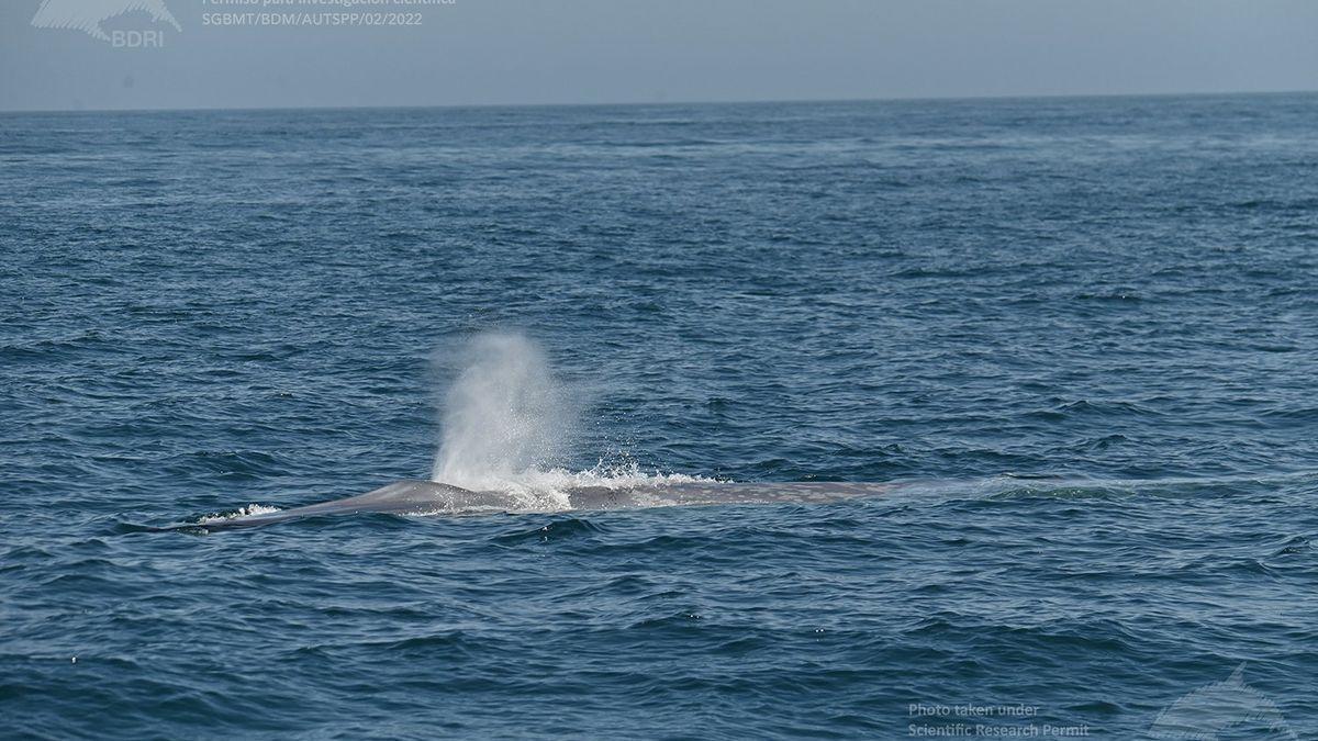 La mayor concentración de ballenas jamás documentada en Galicia