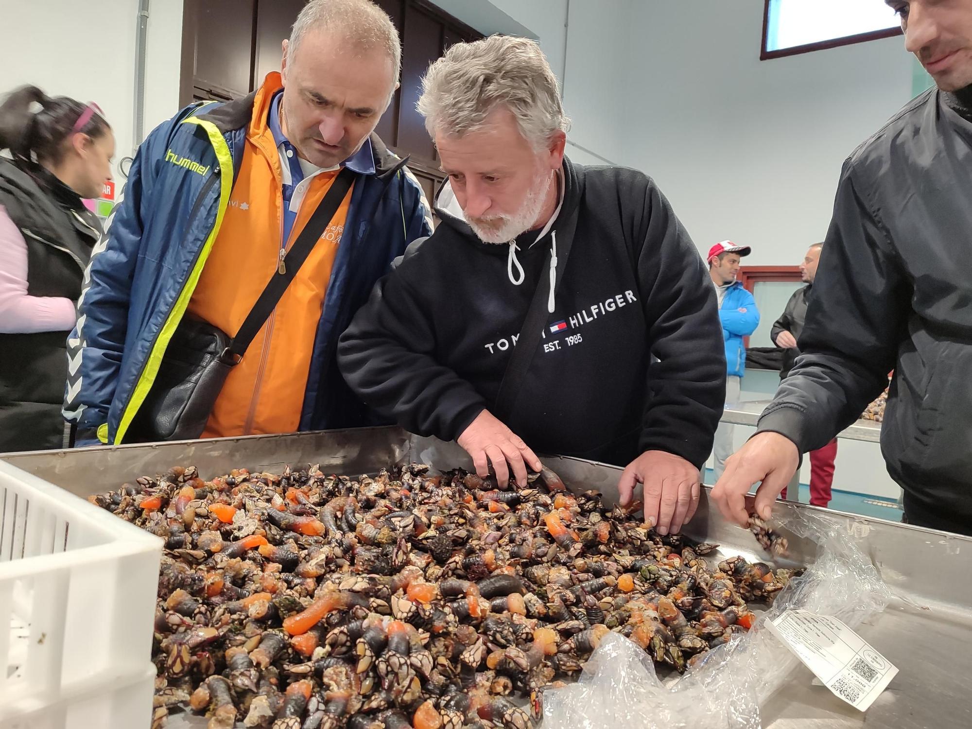 Los percebes "coma puños" de Agoeiro, a 250 euros/kilo