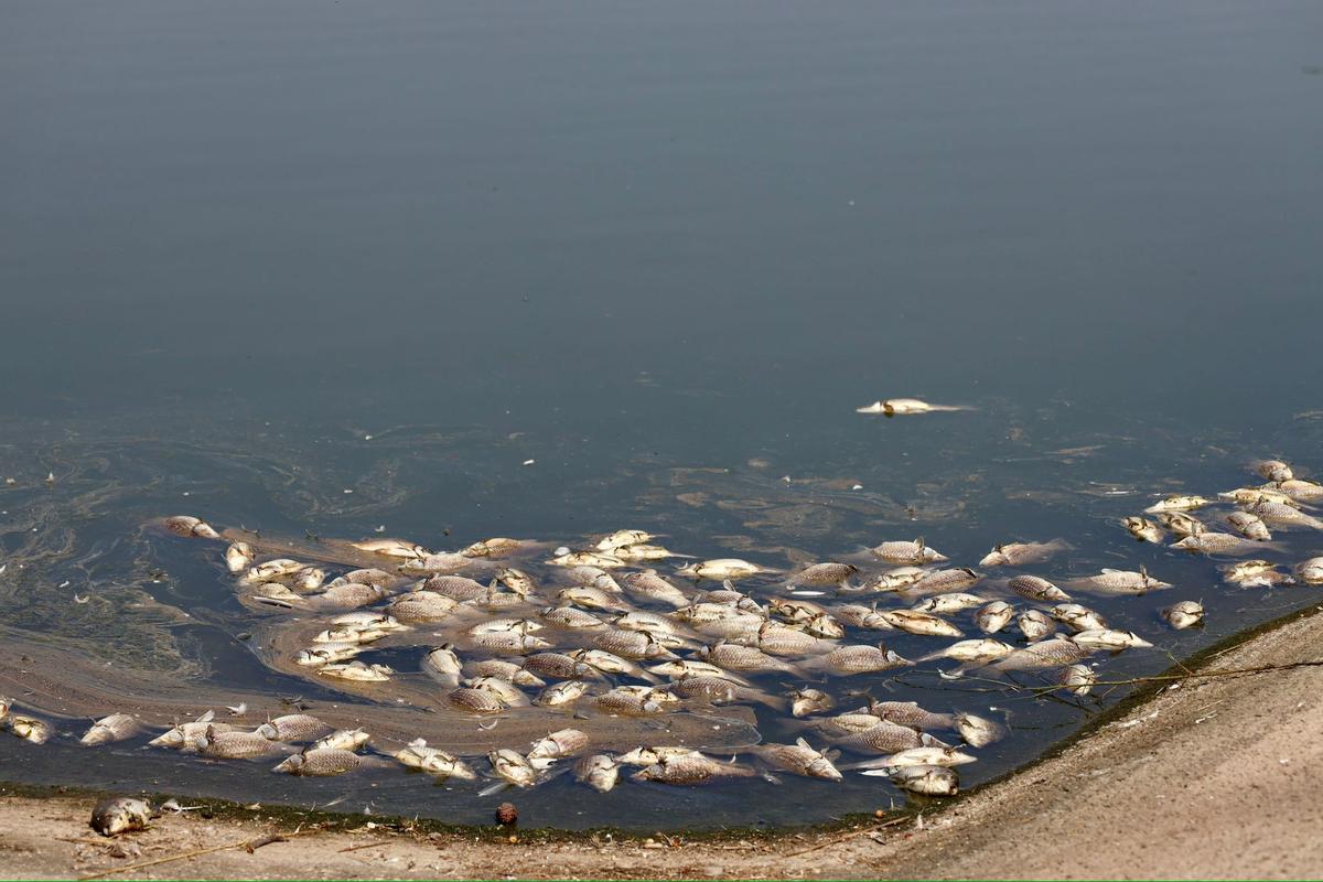 En imágenes | Los vecinos de Valdespartera alertan de la presencia de peces muertos en el lago Penélope Cruz En imágenes | Los vecinos de Valdespartera alertan de la presencia de peces muertos en el lago Penélope Cruz