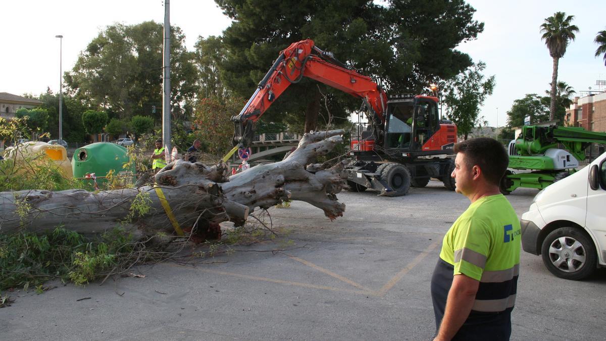 Una máquina retira uno de los ejemplares de mayor porte tras ser talado en la zona de El Quijero, junto al histórico Puente de la Torta.