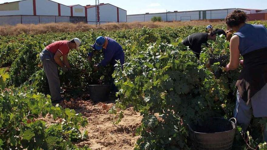 Jornaleros en pleno trabajo de vendimia en Toro.