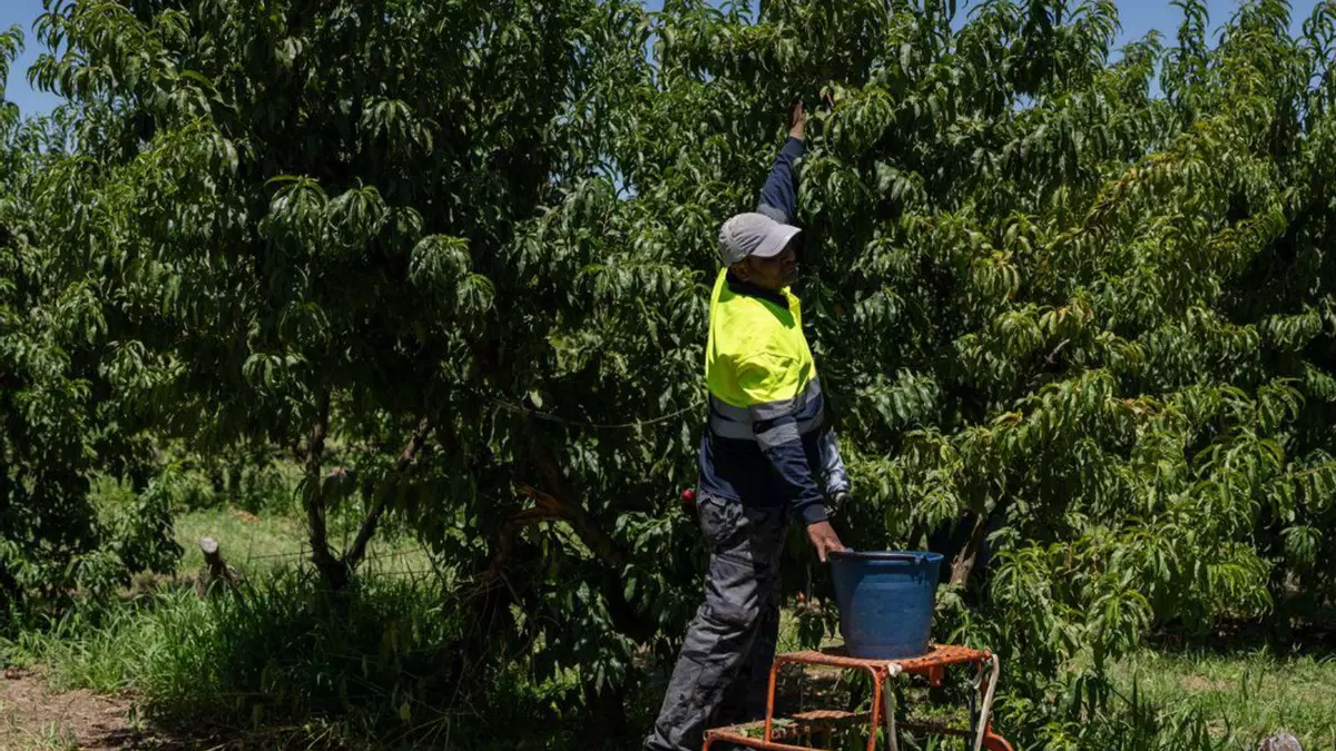 El hijo del temporero fallecido en Lleida por el calor: "Lo dejaron morir tirado en el campo"