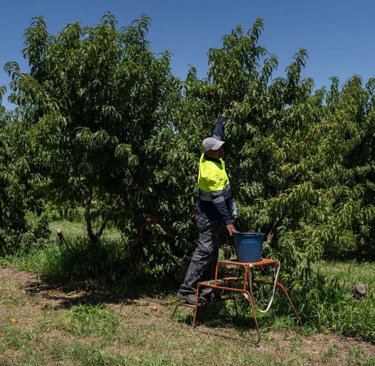 Un temporer cull préssecs en un camp a prop d’Alcarràs, Lleida. | ZOWY VOETEN