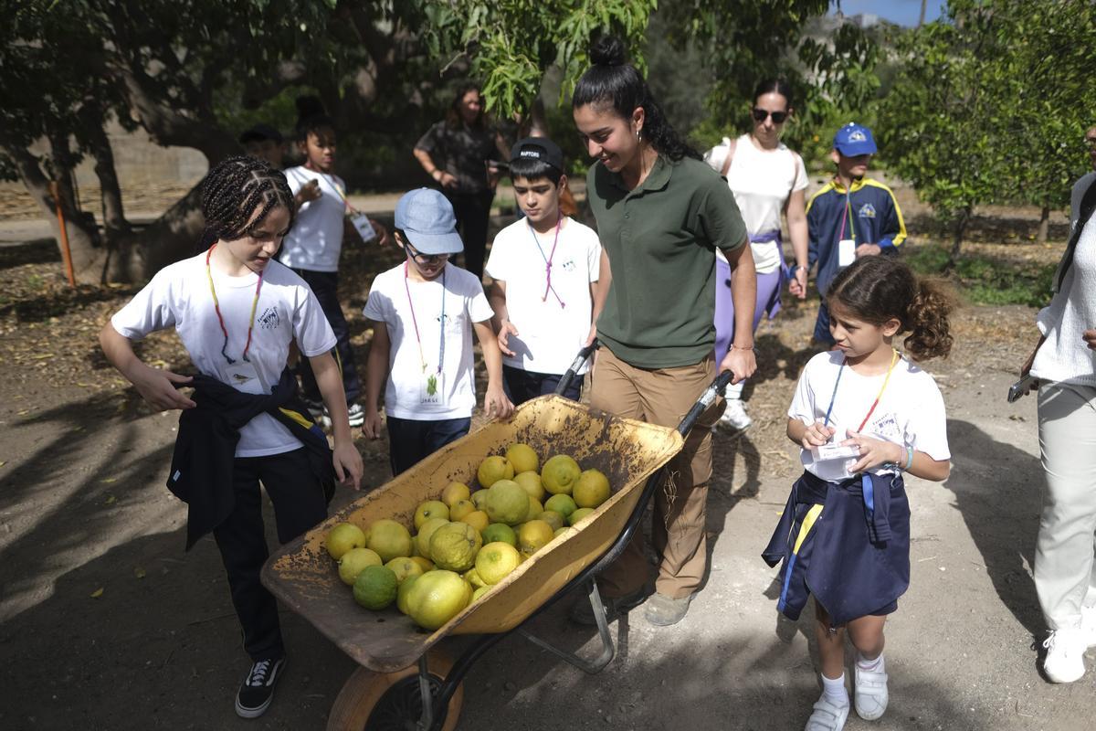 Alumnos del CEIP Fernando Guanarteme con los limones que han recogido.