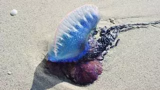 Alertan de la presencia de carabelas portuguesas en las playas de Málaga: dónde encontrarlas