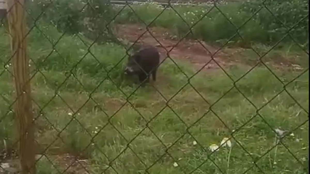 Un jabalí de 70 kilos se pasea por los alrededores de los cines del Tablero