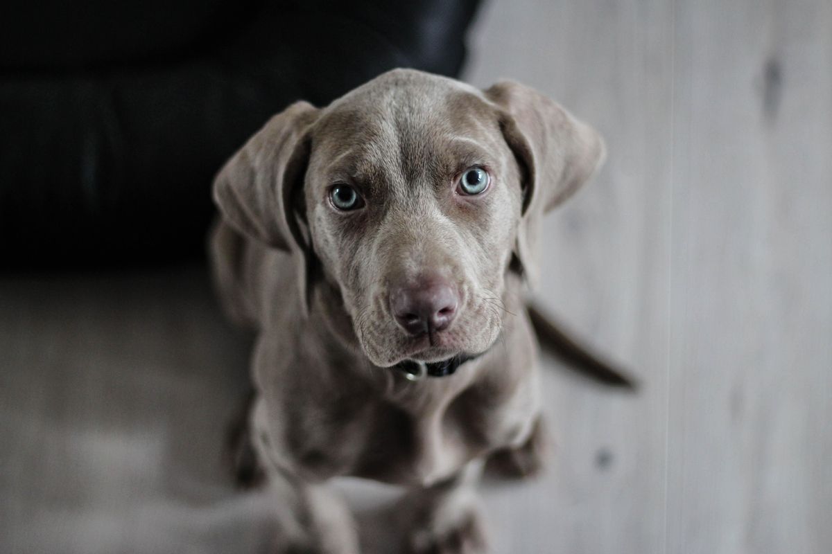 Que tu perro se haga pipí cuando llegas a casa es algo que le ocurre a muchas mascotas.