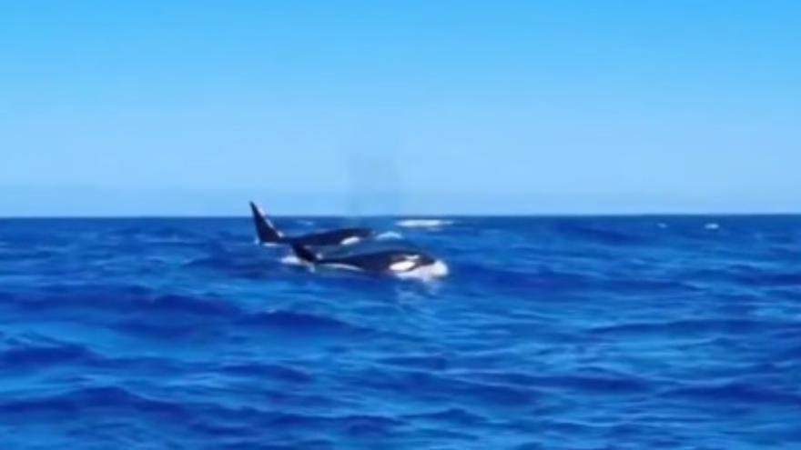 El mágico encuentro con un grupo de orcas en Fuerteventura