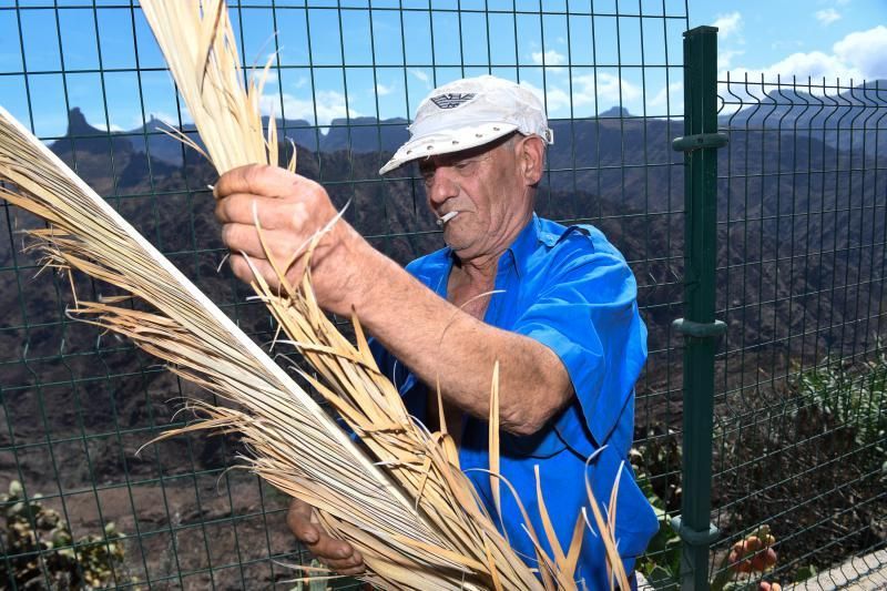 15-10-19 SUPLEMENTOS. ZONA CUMBRERA. ZONA CUMBRERA. Reportaje zonas quemadas tras dos meses. Reportaje triple entrega sobre el paisaje quemado, al cumplirse dos meses. La primera parte será Los tesosos de la Cumbre, en plan más positivo, con los brotes verdes, lugares que visitar. Un segundo con los héroes sin capa, sus protagonistas y una tercera con Lo que el fuego se llevó o Lo perdido, la parte más triste.  Fotos: Juan Castro.  | 15/10/2019 | Fotógrafo: Juan Carlos Castro