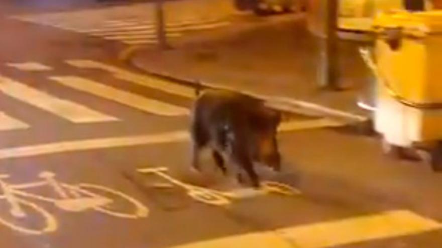 Un jabalí se salta el toque de queda para pasearse por las calles de A Coruña