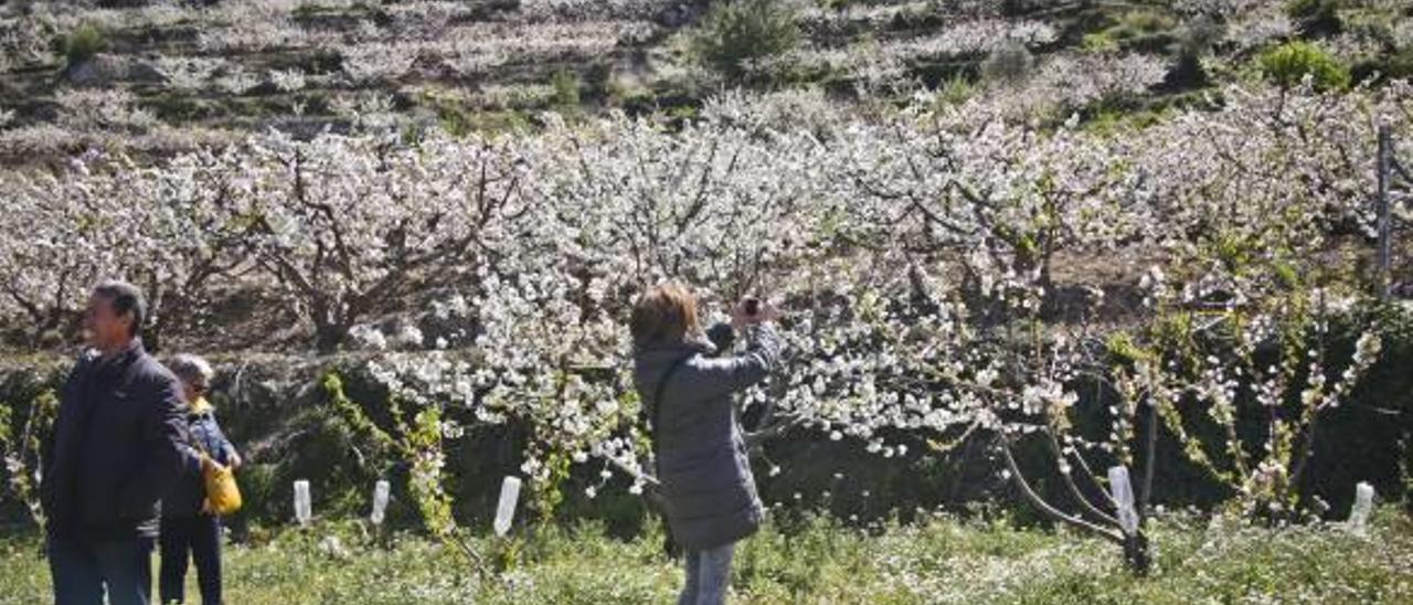 La presencia de turistas fotografiando los cerezos en flor está siendo una constante, como se aprecia en esta imagen de Gallinera.