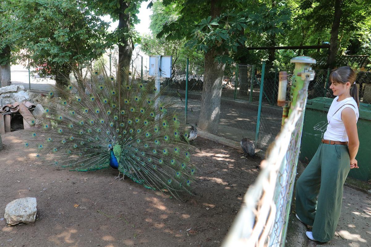 Pavo real indio. Zoo de Aves de Herrera de Pisuerga