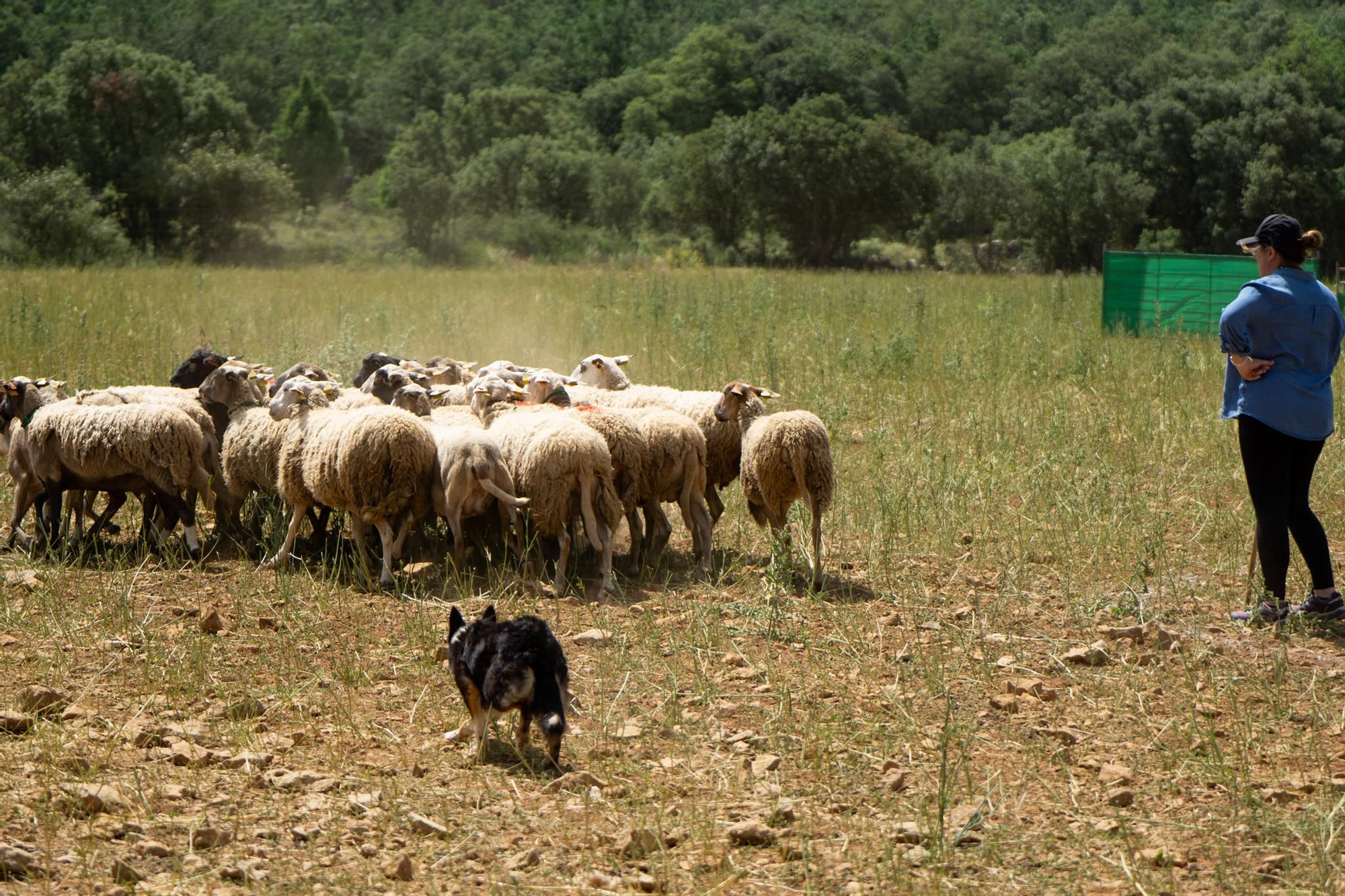 FOTOGALERÍA: Las imágenes del concurso de perros pastores de Ares del Maestrat