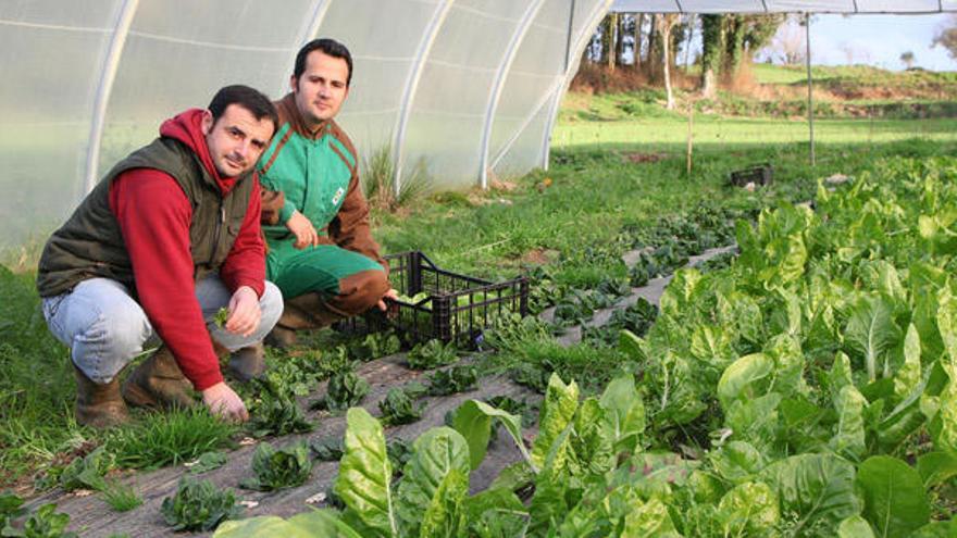 Miembros de una explotación ecológica en Malpica.  // M. C. Suárez