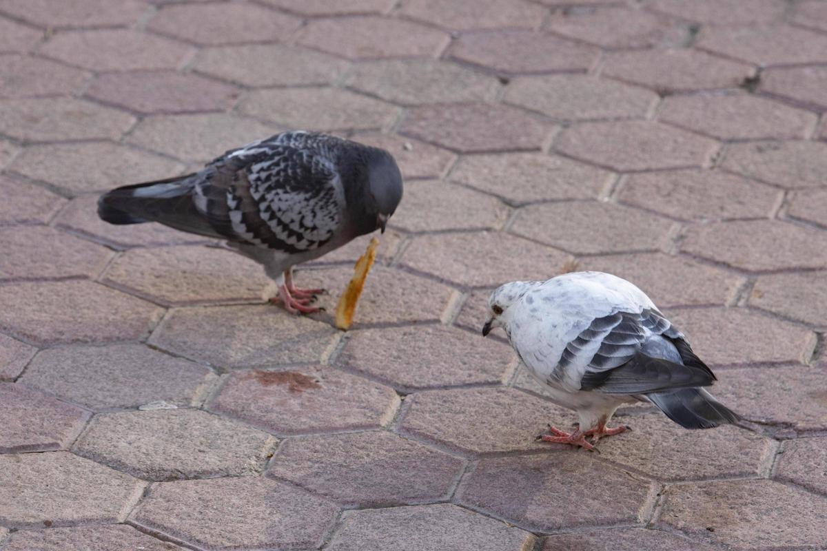 Imagen de archivo de unas palomas.