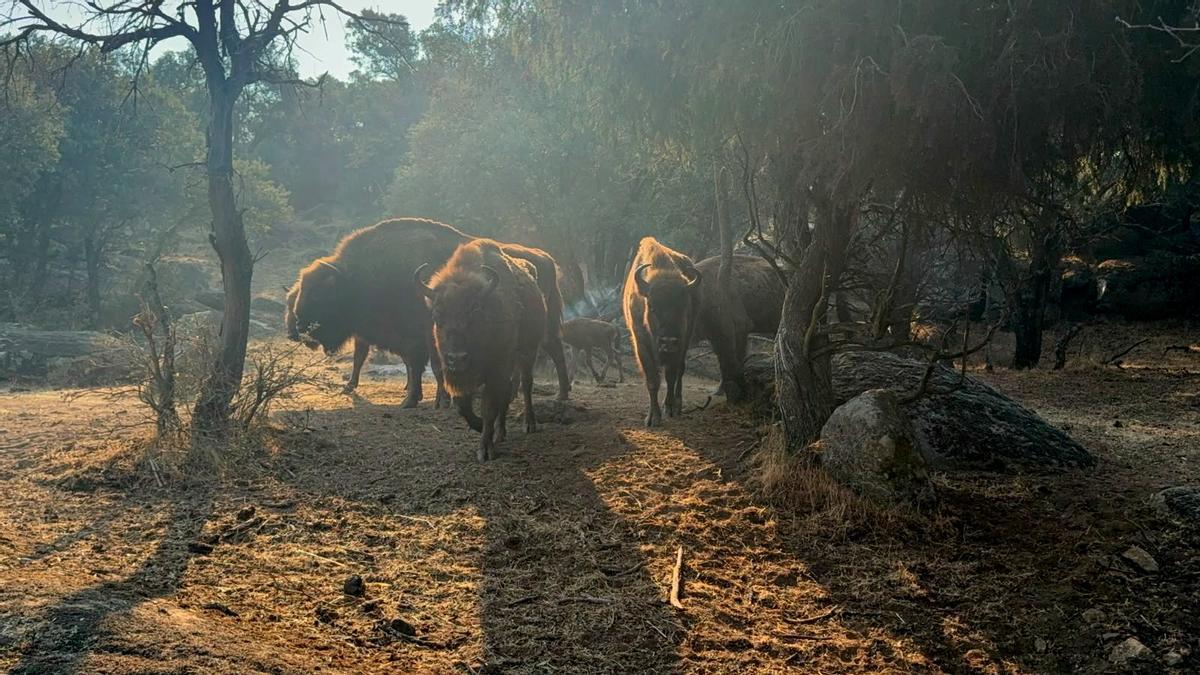 Los bisontes del Bisonte Park.