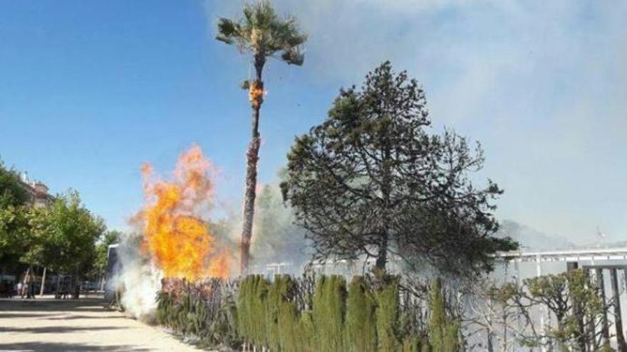 Arde una palmera y parte del seto del Parc de la Sequieta de Alaquàs