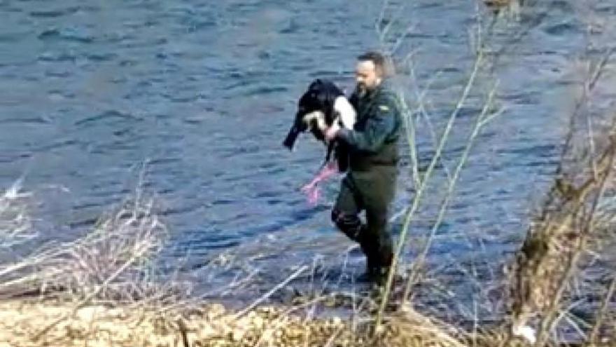 La Guardia Civil de Zamora rescata a una cigüeña del río Órbigo a su paso por Santa Cristina de la Polvorosa, en Zamora.