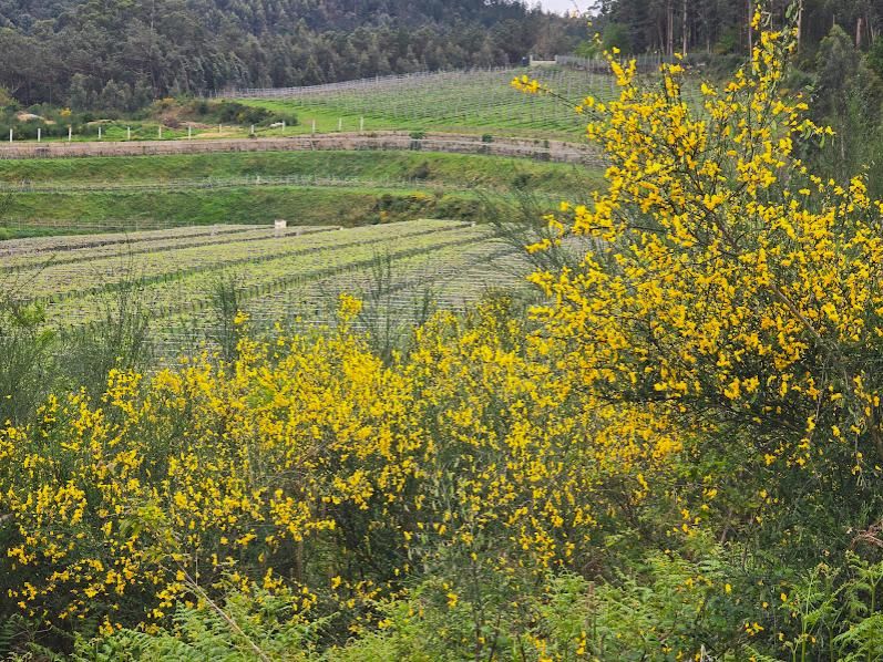 Viñedos en Vilagarcía, donde el sector trata de controlar el desarrollo de vegetación adventicia.