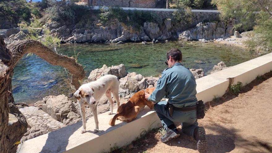 Recuperen dos gossos a S&#039;Agaró que presentaves signes de desnutrició i ferides